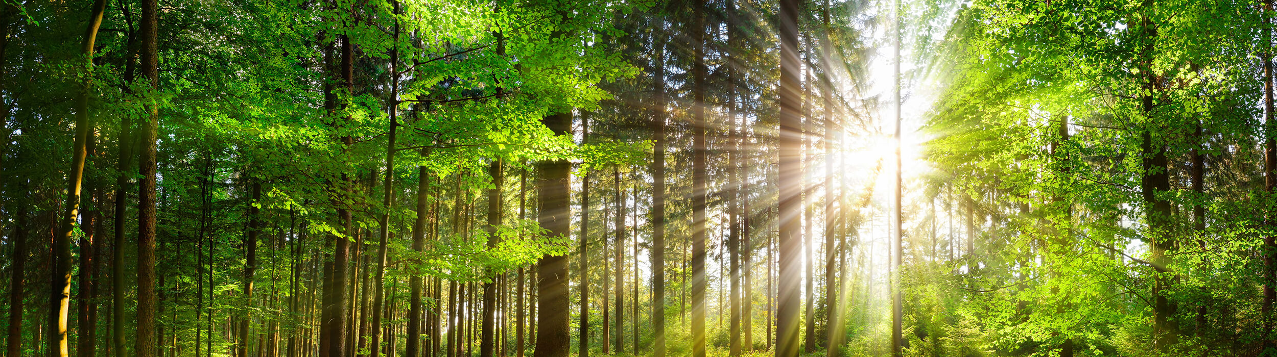 鬱蒼と茂った森の木々の隙間から明るい光が差し込んでいる画像